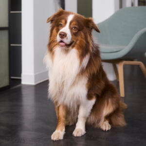 neotares_Aktuelles_Mit Hunden im Büro kann man sich doch gar nicht konzentrieren!  – oder doch?_2025_01
