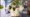 240215 Topfpflanze Originalbild